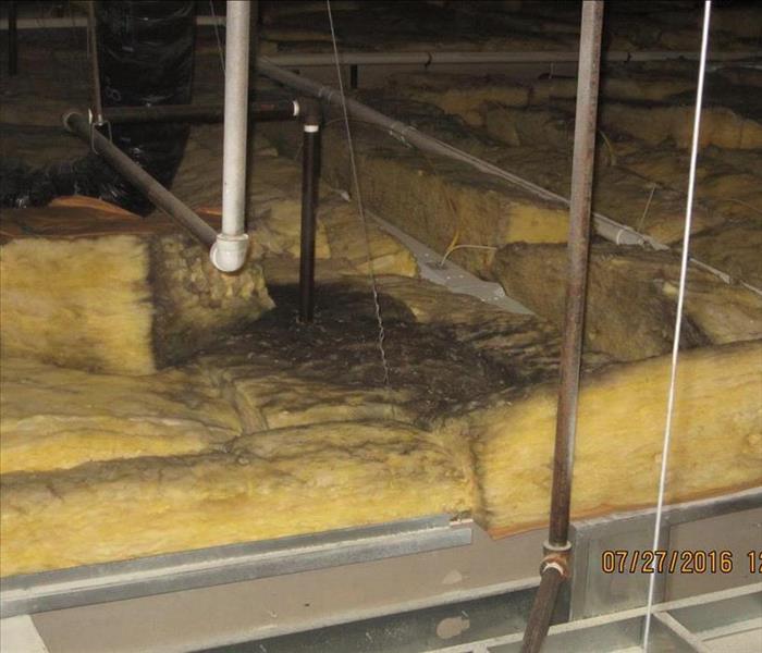 Mold on yellow insulation and suspended pipes